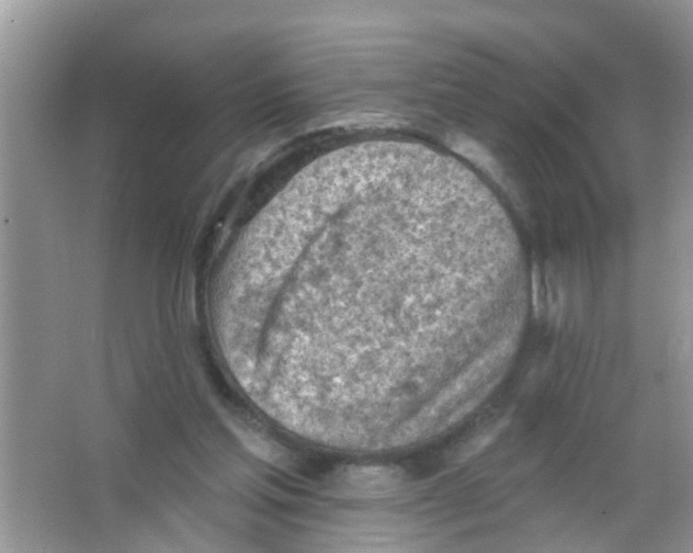 X0000065970205200603311847