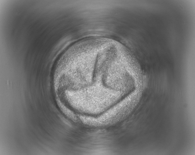 X0000065970243200603311846