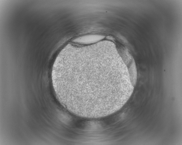 X0000065970250200603311846