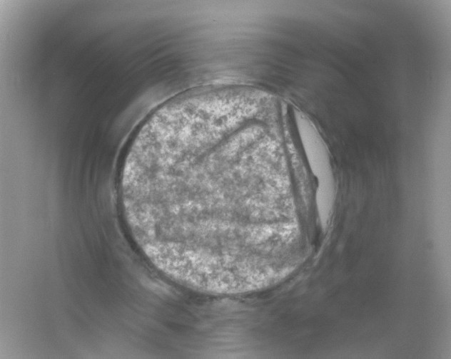 X0000065970290200603311846