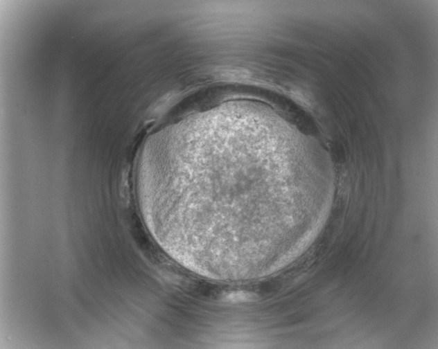 X0000065970360200603311845