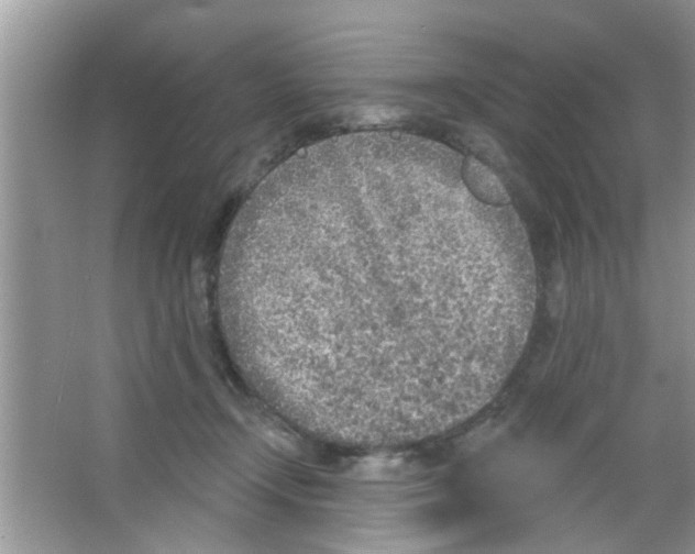 X0000065970366200603311845