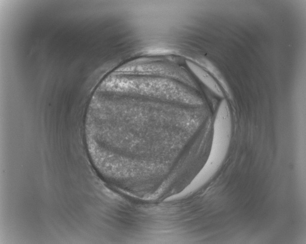 X0000065970385200603311844