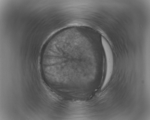 X0000065970387200603311844