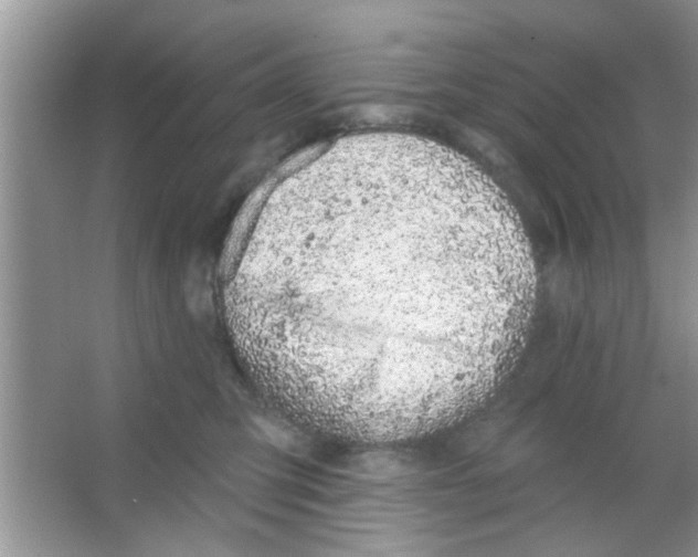 X0000065970423200603311844