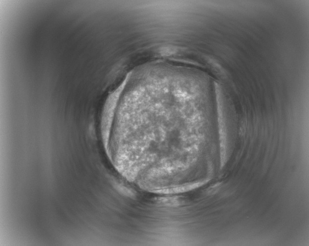 X0000065970524200603311842