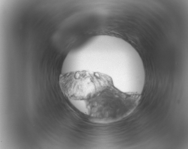 X0000065970527200603311842