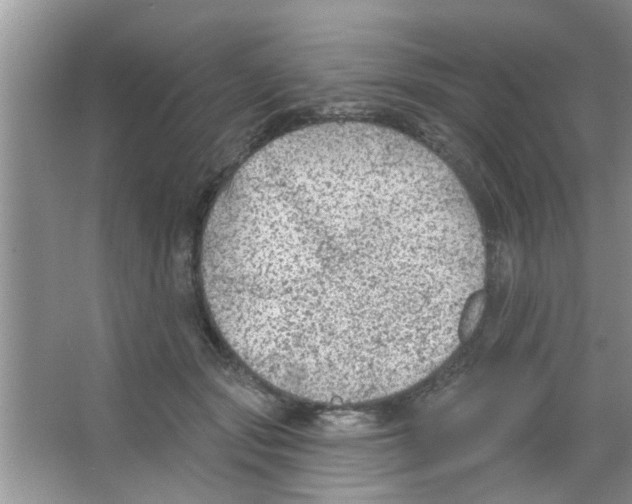 X0000065970557200603311841