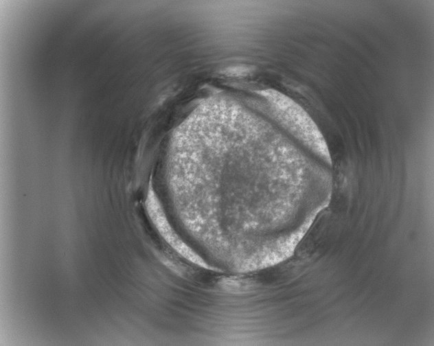 X0000065970568200603311842