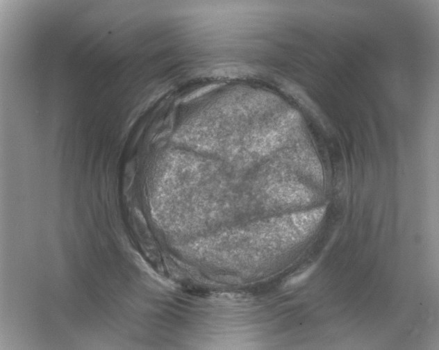 X0000065970585200603311841