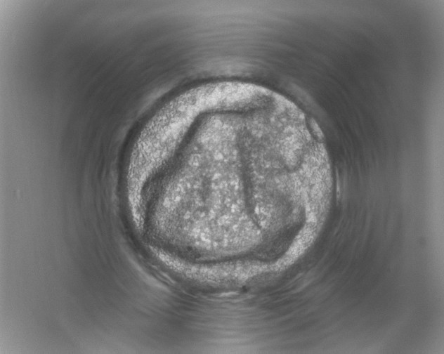 X0000065970627200603311839