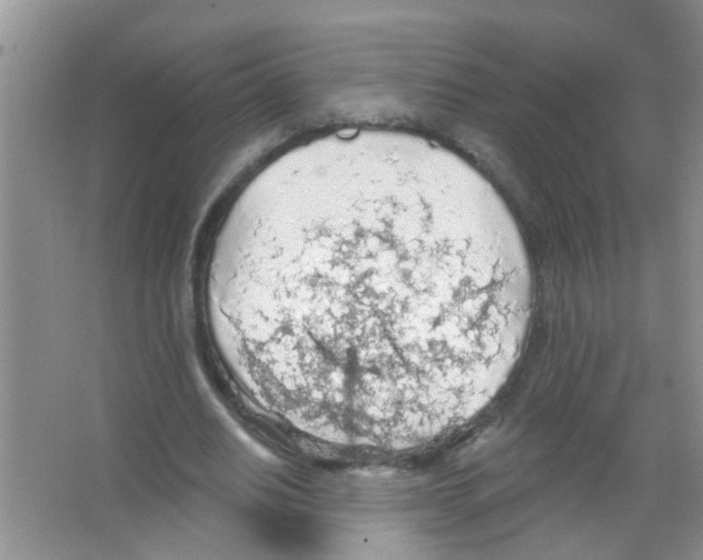 X0000065970630200603311839