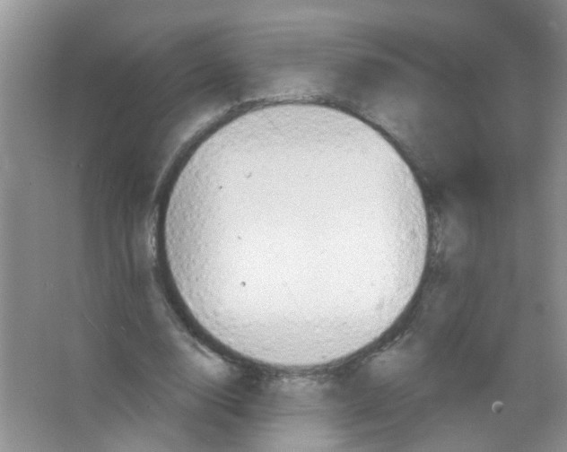 X0000065970632200603311839