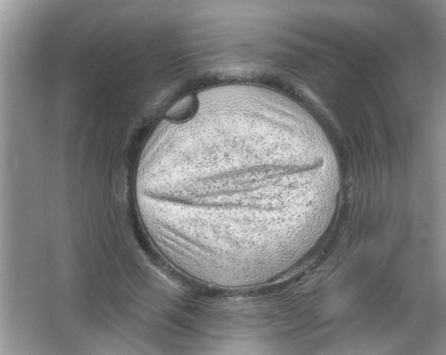 X0000065970637200603311840