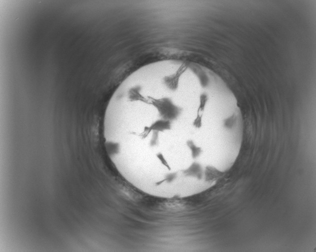 X0000065970668200603311840