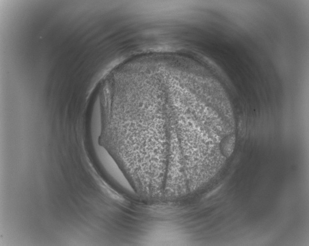 X0000065970725200603311838