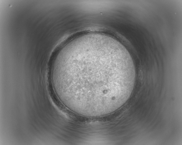 X0000065970730200603311838