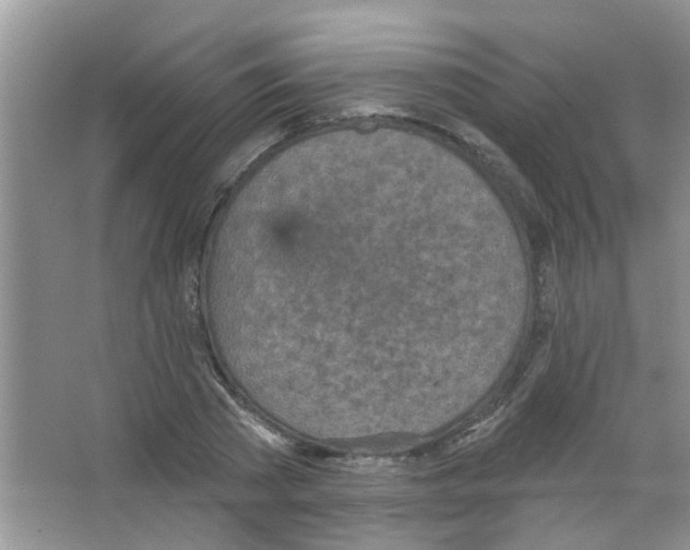 X0000065970785200603311837