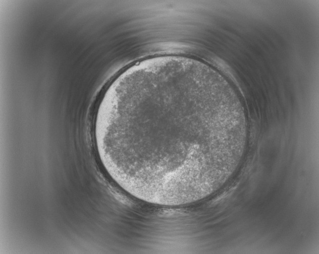 X0000065970835200603311836