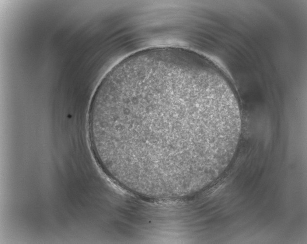 X0000065970895200603311836