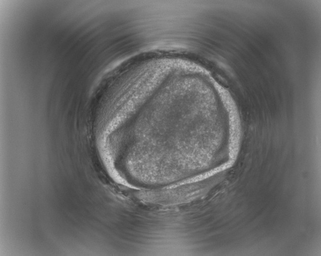 X0000065970920200603311835