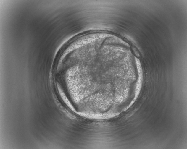 X0000065970928200603311835