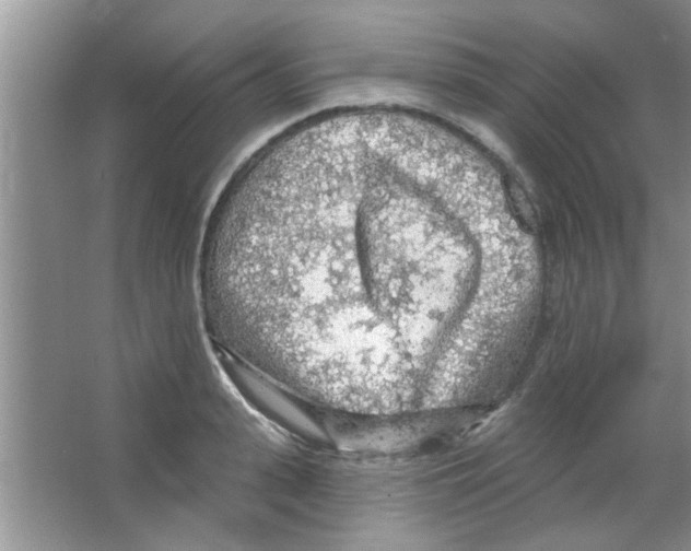 X0000065970943200603311835