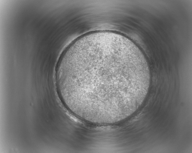 X0000065970990200603311834