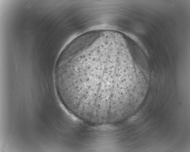 X0000065970998200603311834