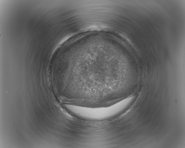 X0000065971018200603311833