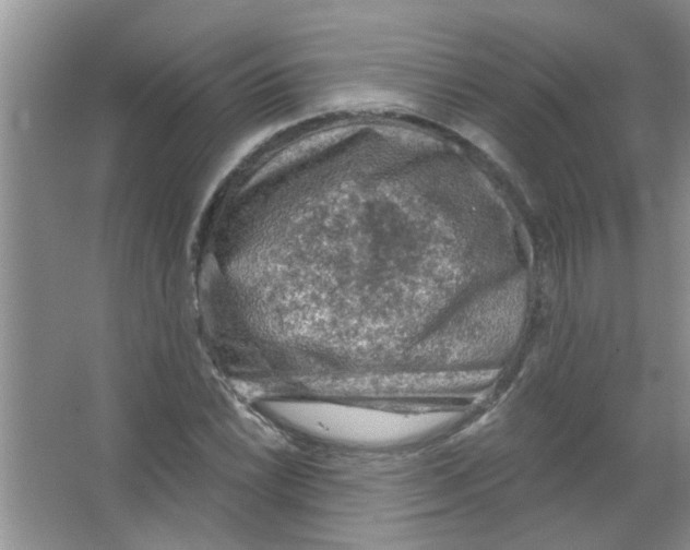 X0000065971022200603311833