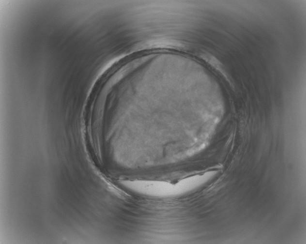 X0000065971024200603311833