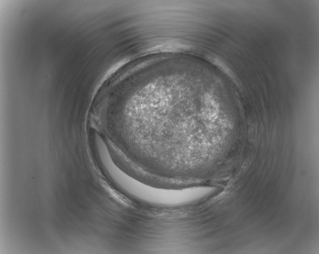 X0000065971026200603311833