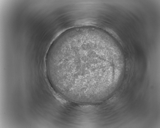 X0000065971031200603311833