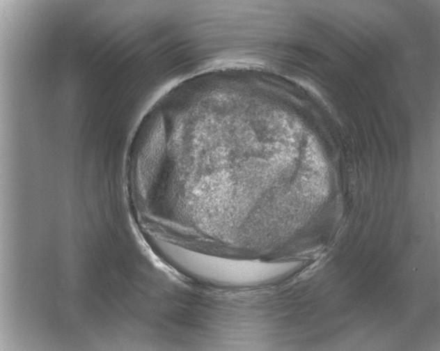 X0000065971038200603311833