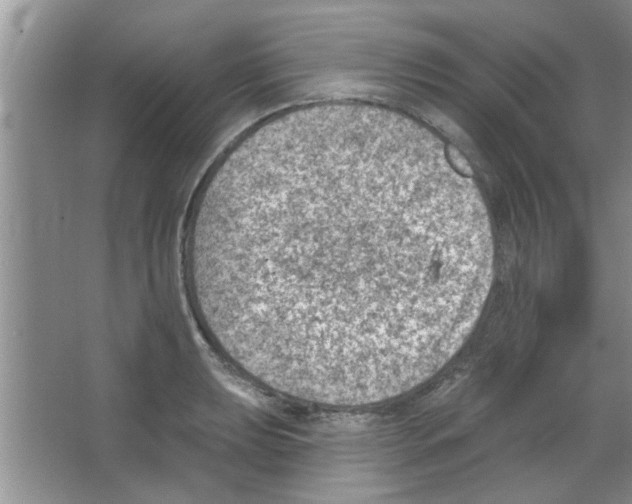 X0000065971039200603311833