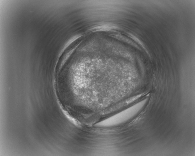 X0000065971042200603311833