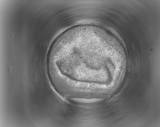 X0000065971045200603311833