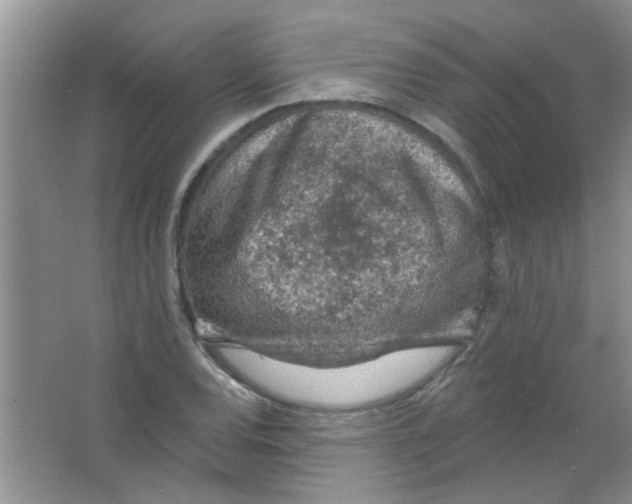 X0000065971120200603311831