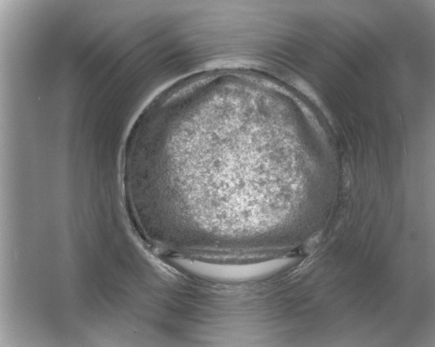 X0000065971124200603311831