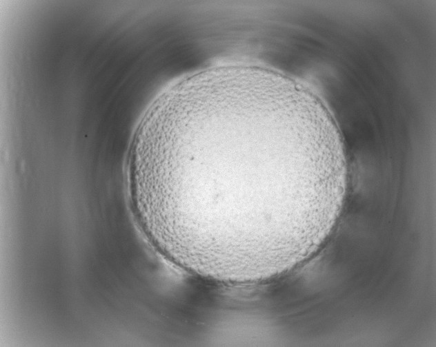 X0000065971150200603311832