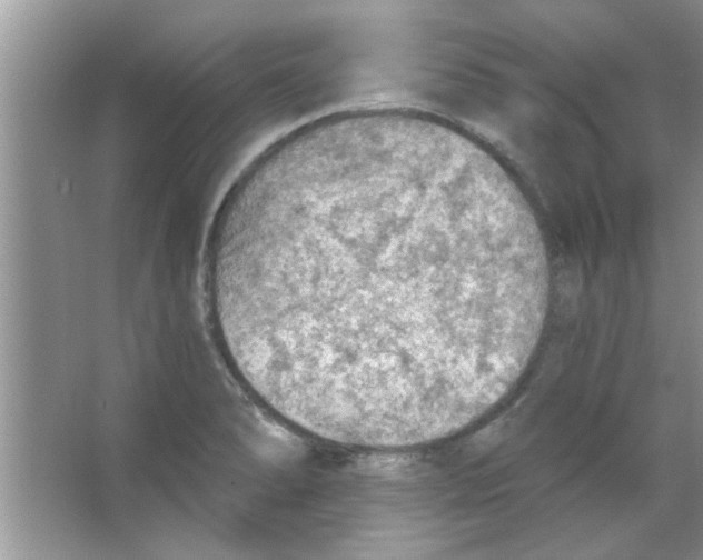 X0000065971278200603311829