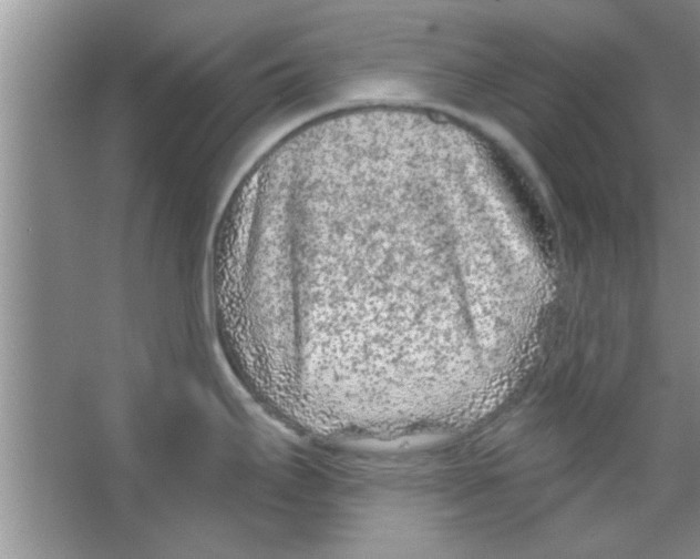 X0000065971295200603311829