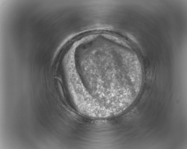 X0000065971310200603311828