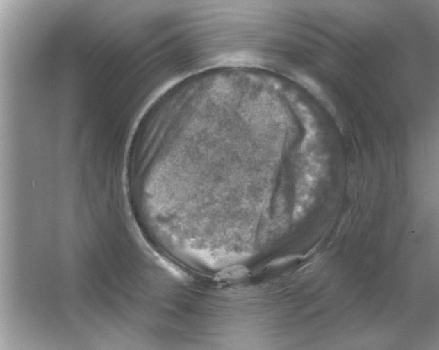 X0000065971331200603311828