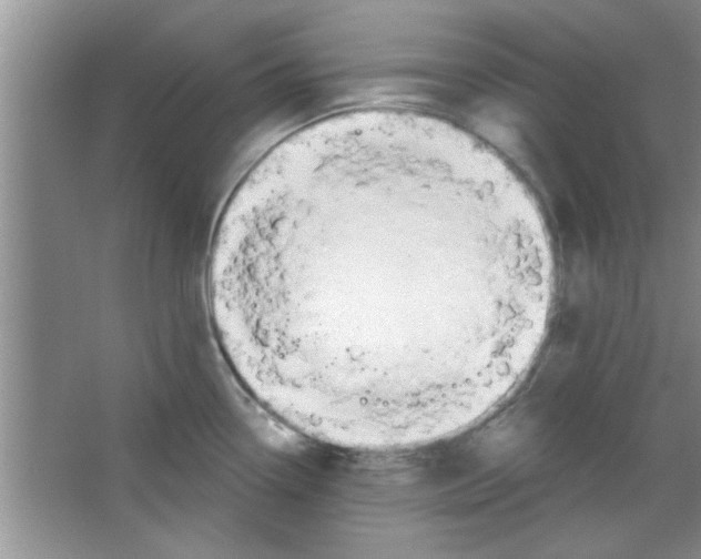 X0000065971338200603311829