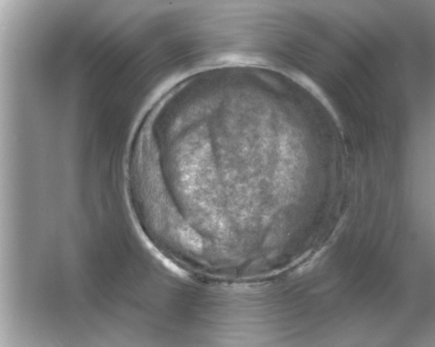 X0000065971381200603311827