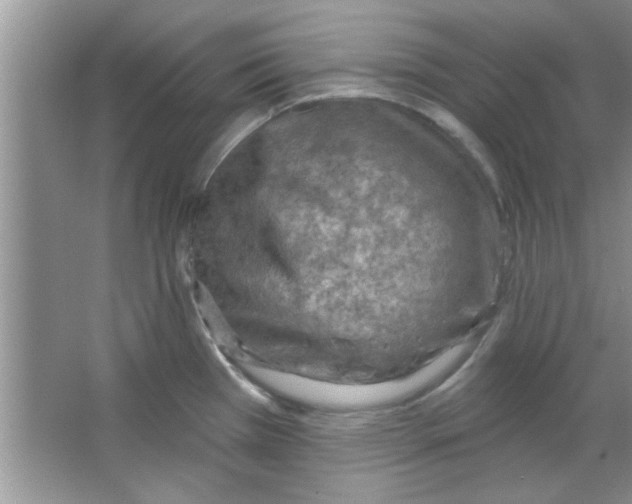 X0000065971385200603311827