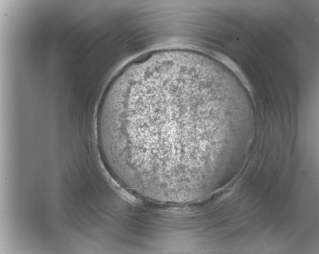 X0000065971388200603311827