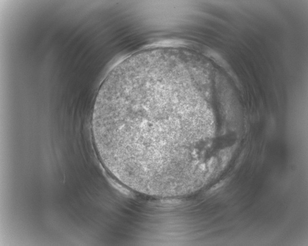 X0000065971425200603311827